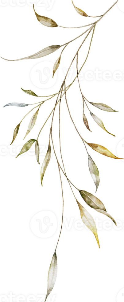 Watercolor botanical leaves branch png
