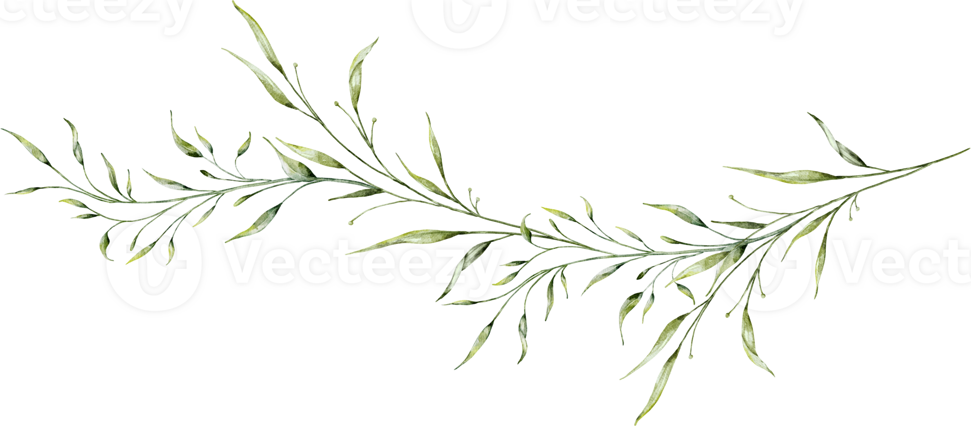 Watercolor botanical long branches and leaves png