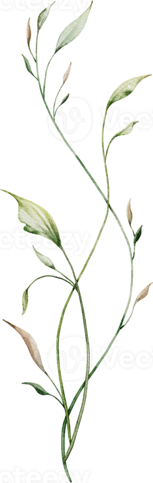 Watercolor botanical leaves branch png