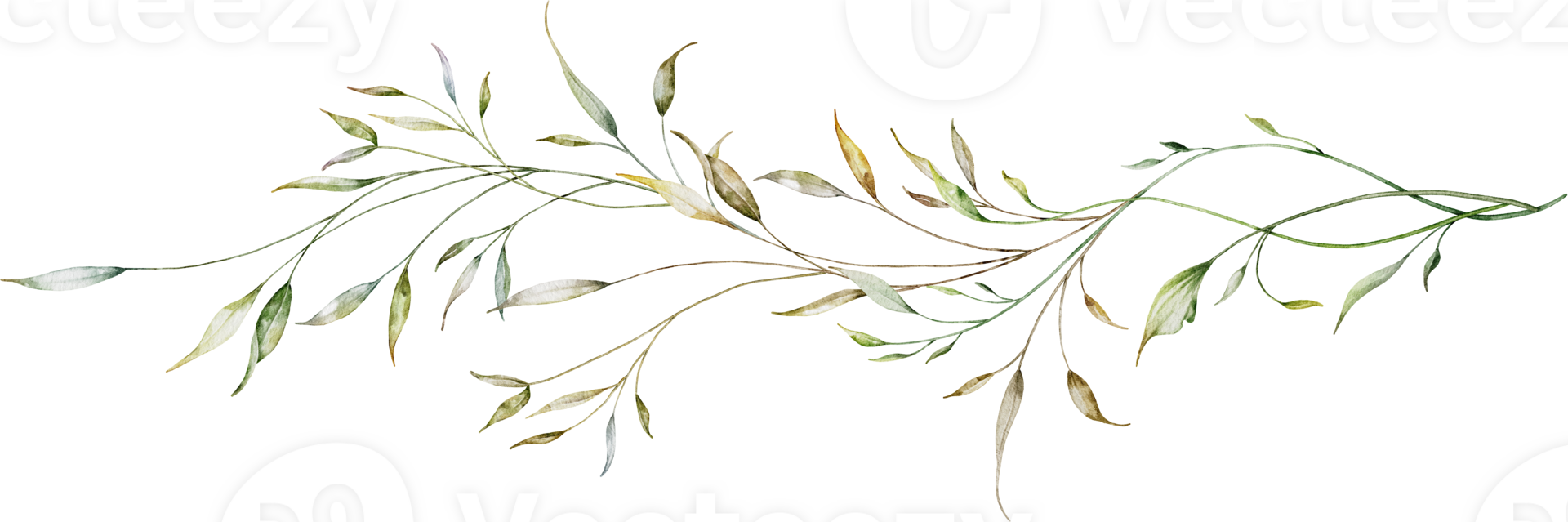 Watercolor botanical long branches and leaves png