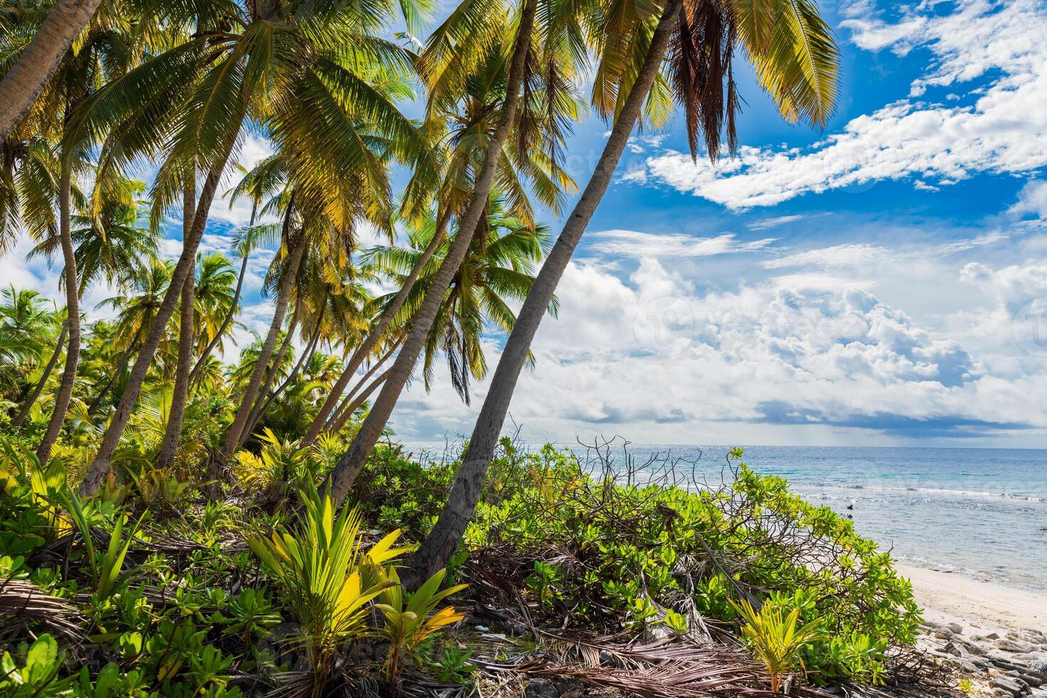 Coconut palm trees beach on Maldives. Tropical banner with palms and ocean photo