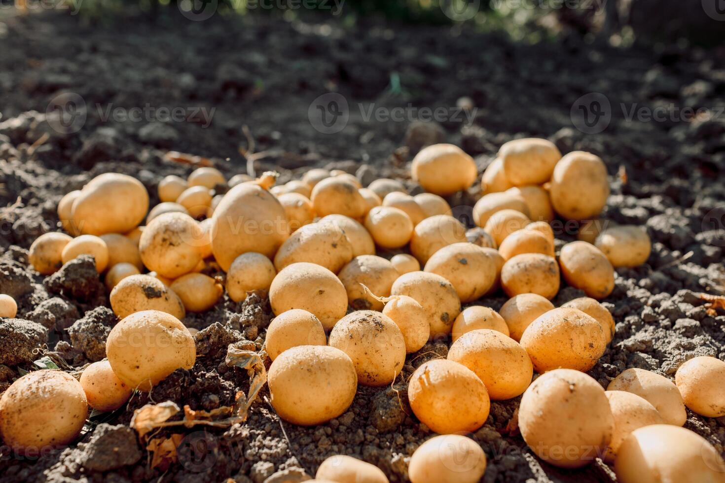 A lot of fresh potato of soil in farmland photo