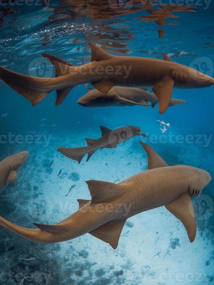 Group of nurse sharks in blue ocean. photo