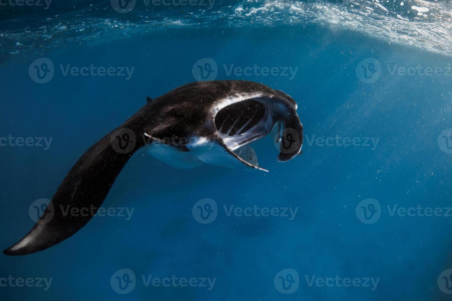 Manta ray swims in ocean. Snorkeling with sting ray fish in blue sea photo
