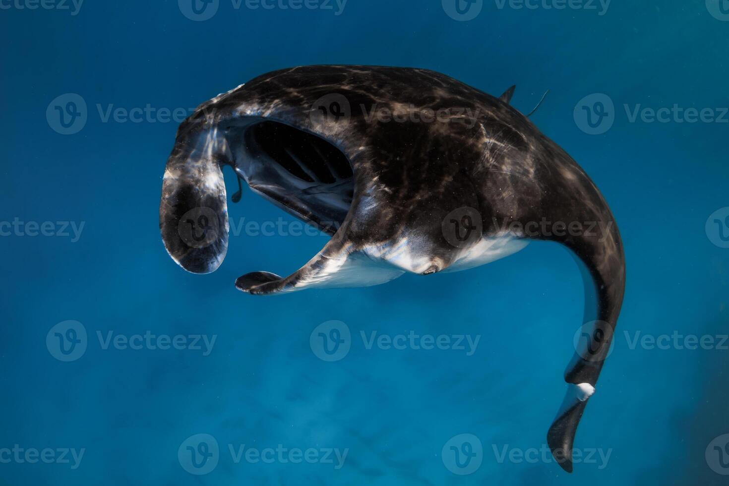Giant manta ray fish. Sting ray swims in blue ocean in Bali photo