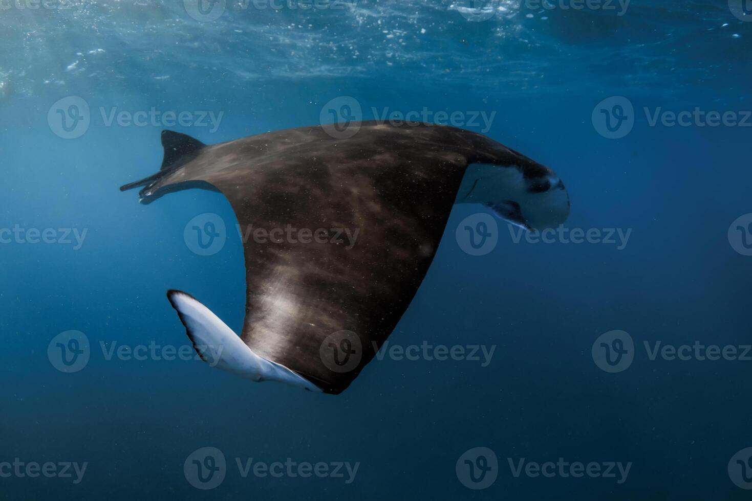 Giant manta ray fish swims in ocean. Snorkeling with sting ray in blue sea photo