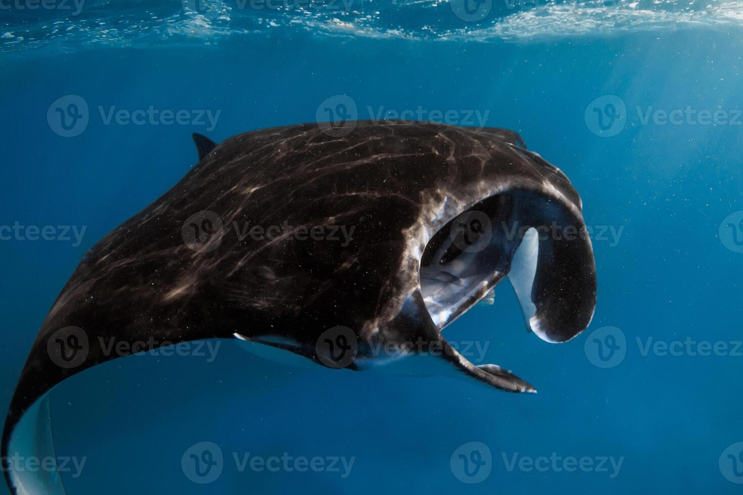 Close up view of manta ray fish. Big sting ray in transparent blue ocean photo