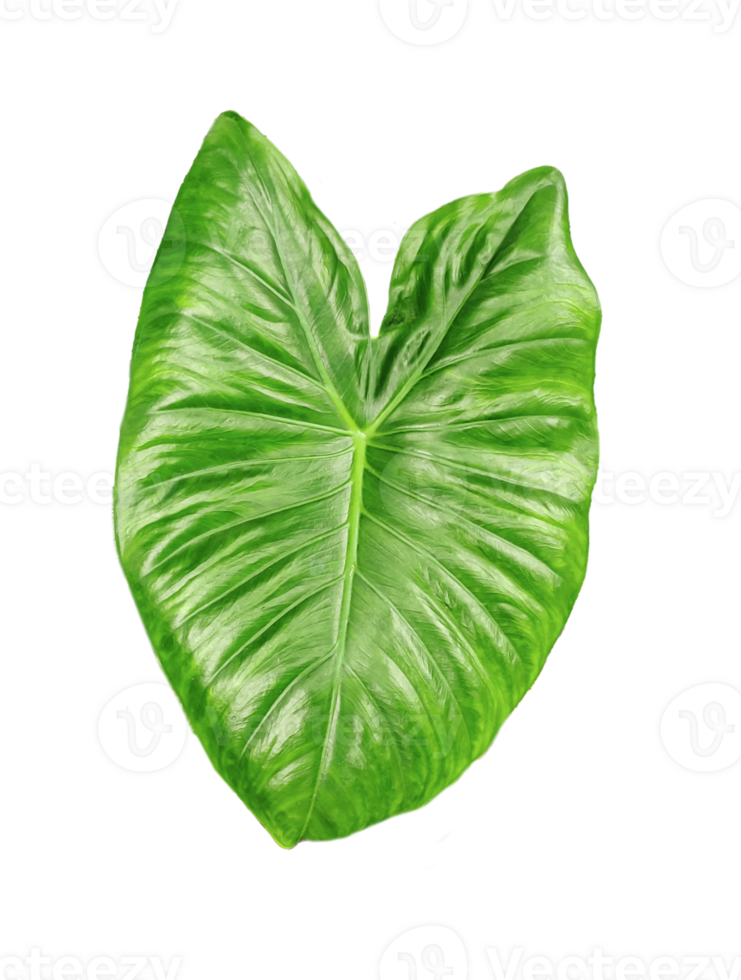 green raw leaves set on a transparent background, a large green monstsara leaf on a transparent background, a plant with green leaves in a garden, png