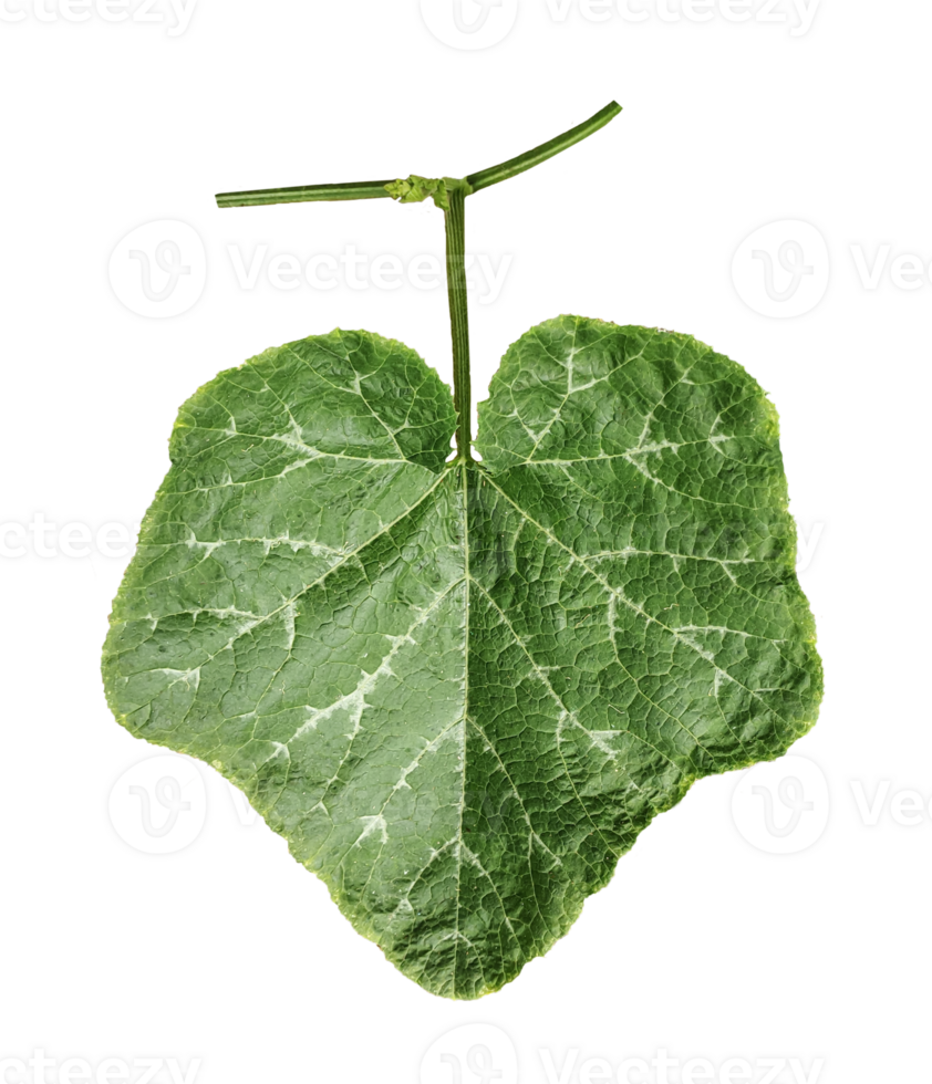 green pumpkin leaf on a transparent background, a leaf with a leaf of pumpkin closeup photography, png