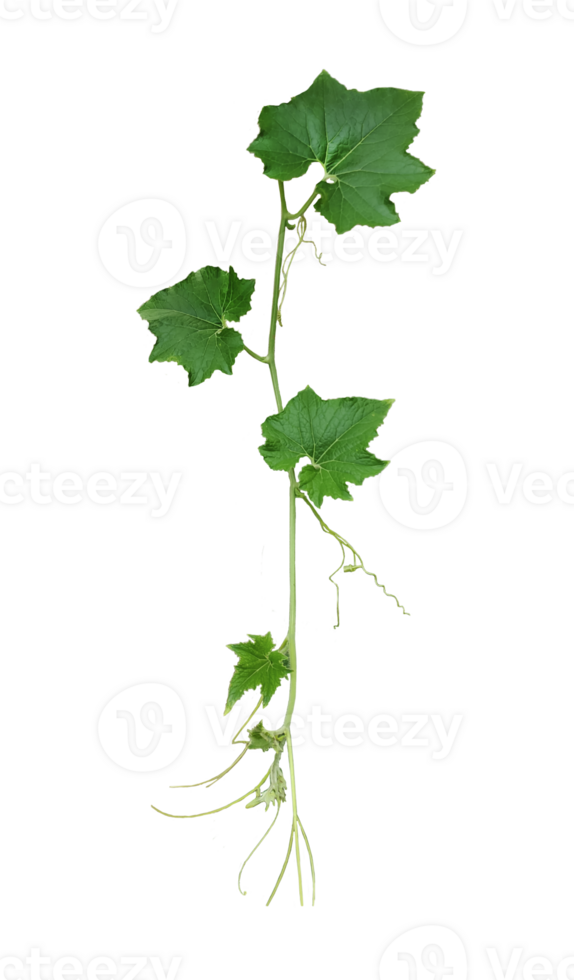 a green plant with gourd leaves, a green leaf and tip of pumpkin is shown on a transparent background, a plant with leaves on a transparent background png