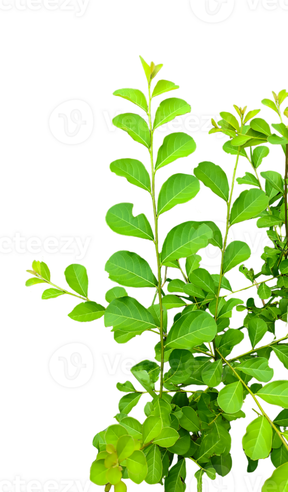 a green plant with leaves on it, a plant with leaves on a transparent background, green leaves mockup on a white background, png