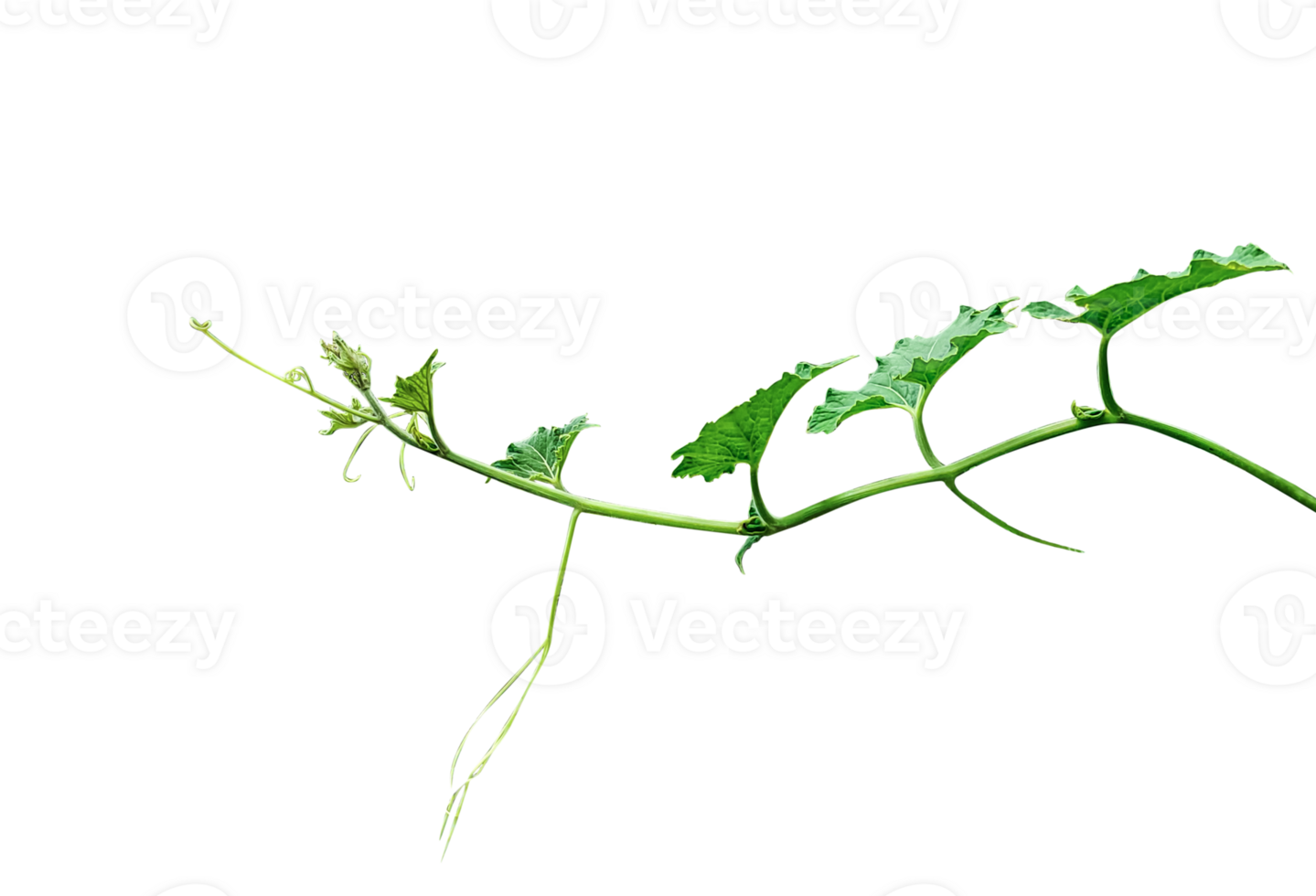 a green plant with gourd leaves, a green leaf and tip of pumpkin is shown on a transparent background, a plant with leaves on a transparent background png