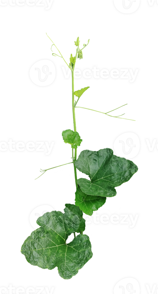 a green plant with gourd leaves, a green leaf and tip of pumpkin is shown on a transparent background, a plant with leaves on a transparent background png