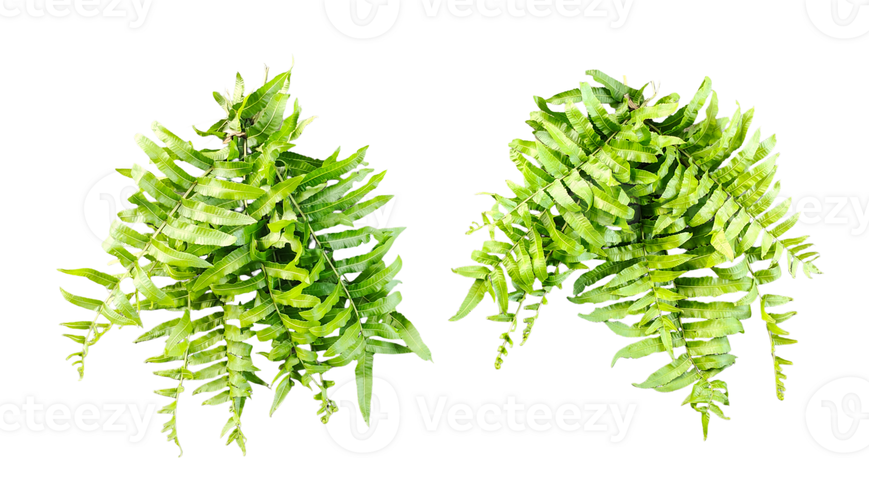 a green fern with green leaves mockup on a transparent background, two green plants hanging from a branch, green ferns on transparent background, png