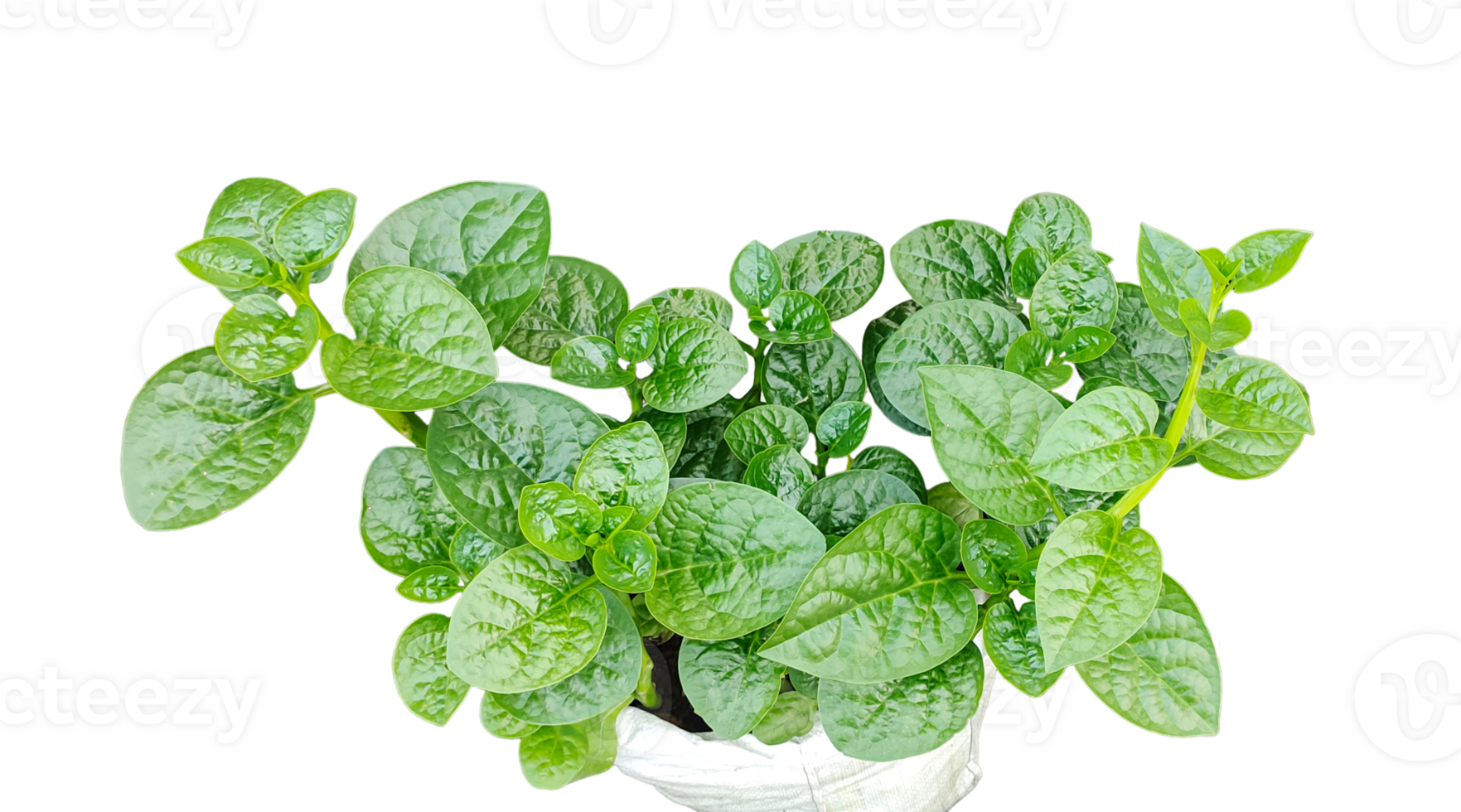 a plant of vegetables close up photography in a pot on a transparent background png
