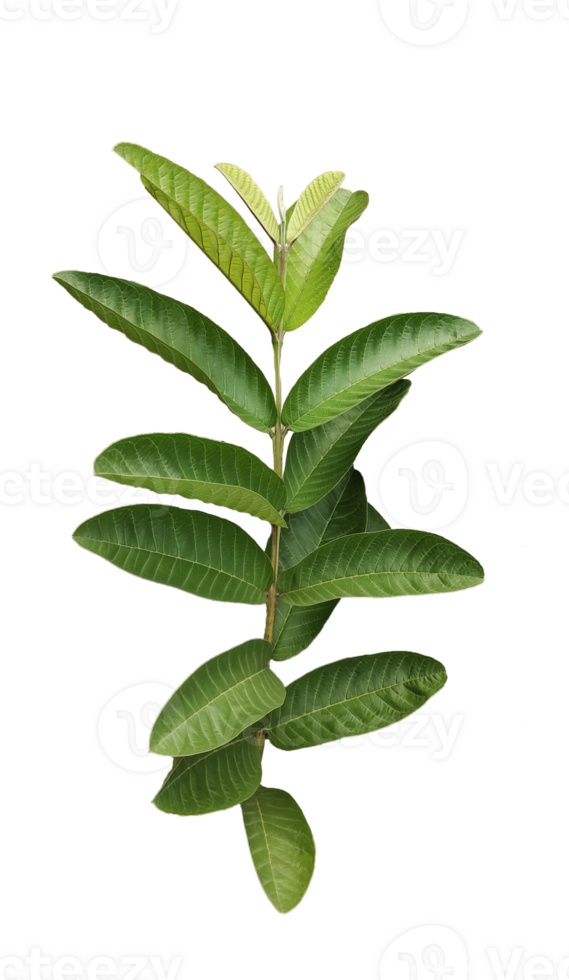 a plant with green guava leaves and a transparent background, a plant with green leaves on a white background png