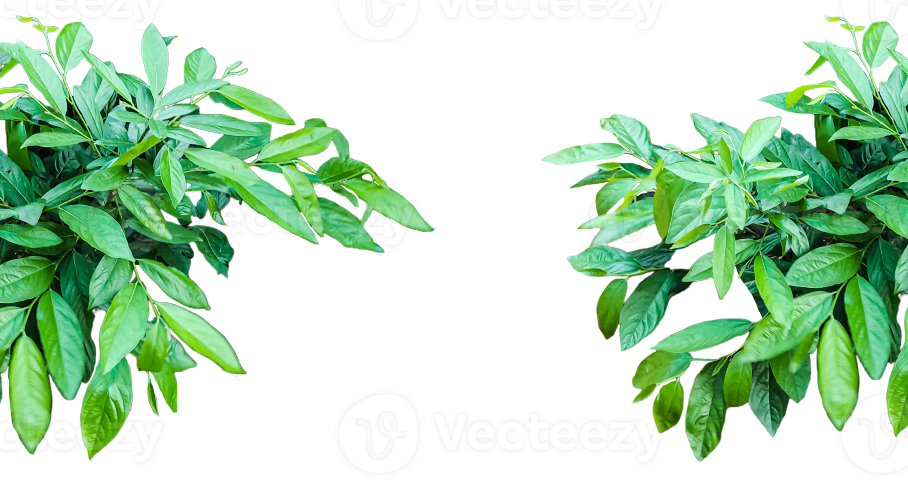 two green plants on a transparent background, a picture of a plant with green leaves and a background, png