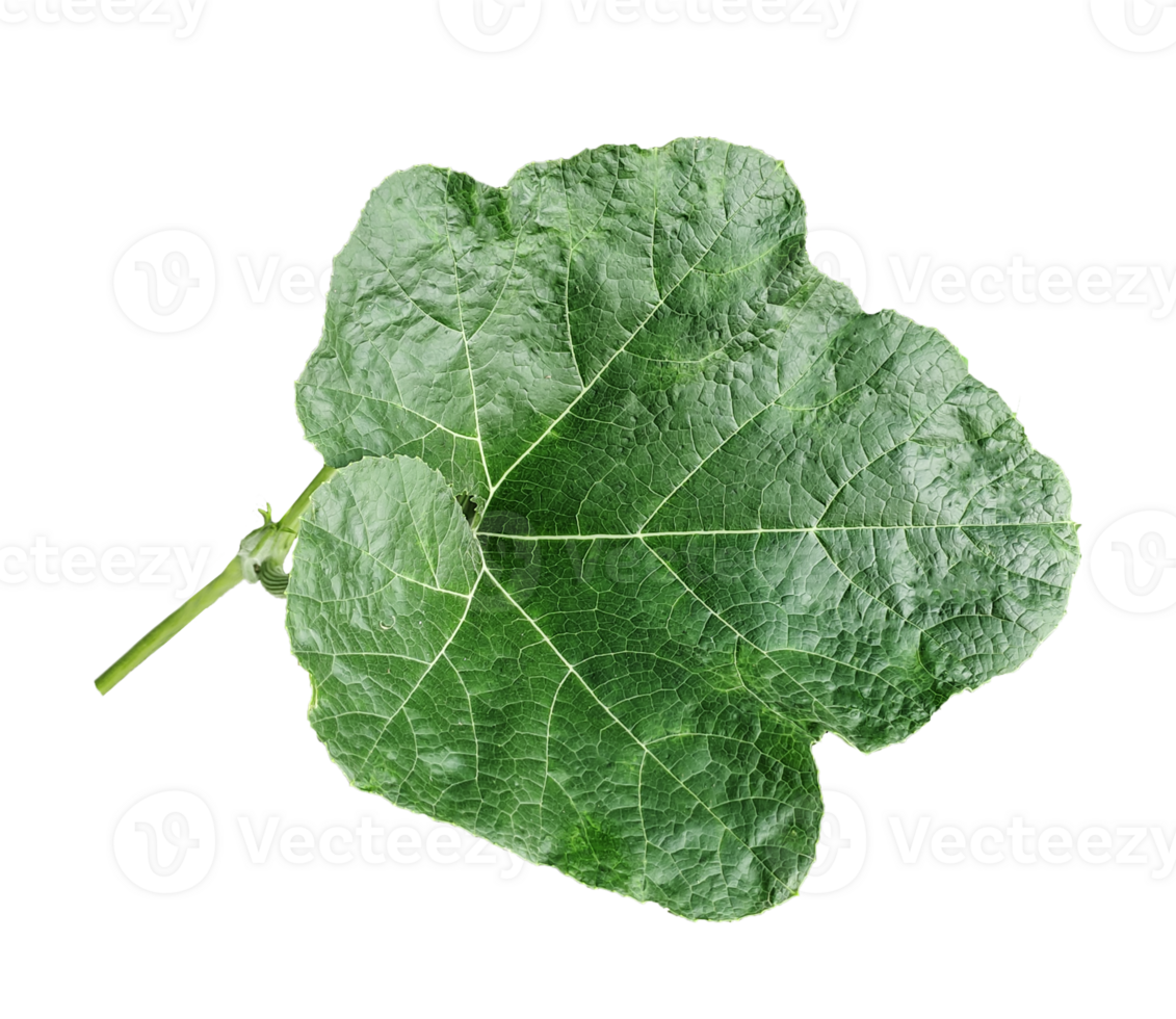 green pumpkin leaf on a transparent background, a leaf with a leaf of pumpkin closeup photography, png