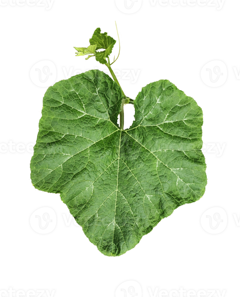 a green pumpkin leaf on a transparent background, a leaf with a leaf of pumpkin closeup photography, png