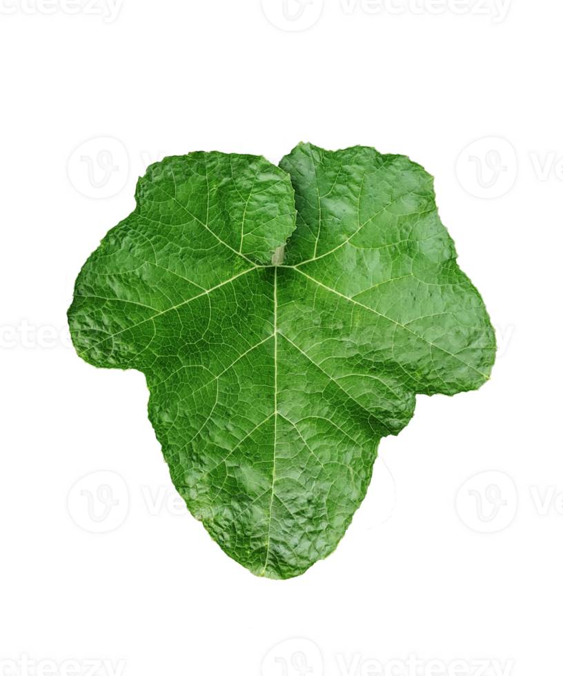 a green pumpkin leaf on a transparent background, a leaf with a leaf of pumpkin closeup photography, png