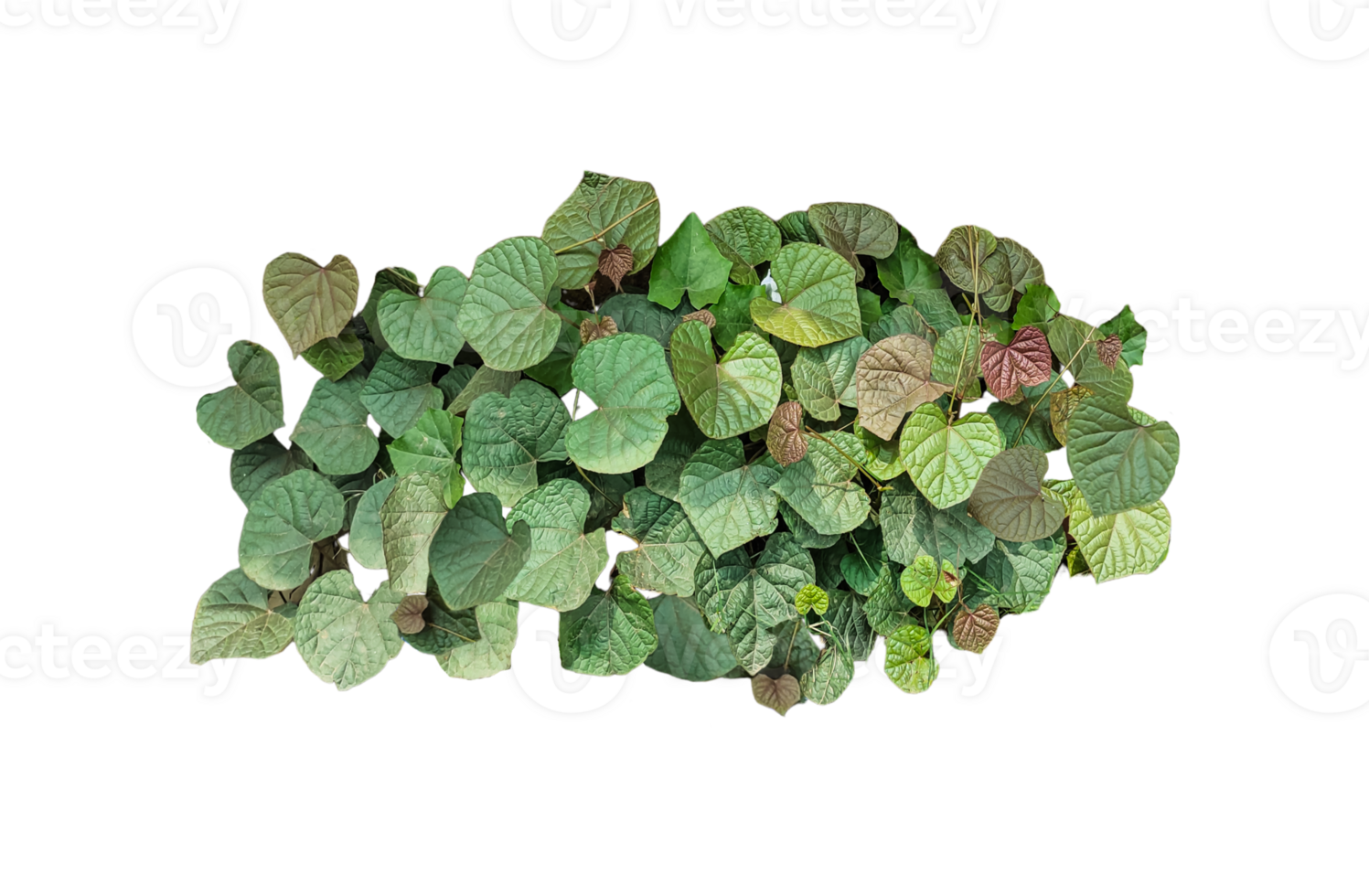 a bunch of green leaves on a transparent background, a plant with green leaves close up photography, png