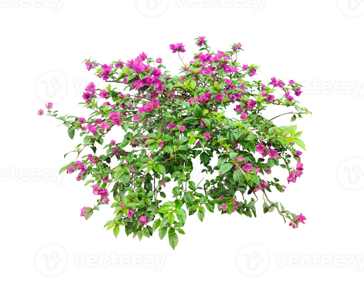 bougainvillea flowers mockup with green leaf tree branch transplant background, a plant with pink purple flowers and green leaves png