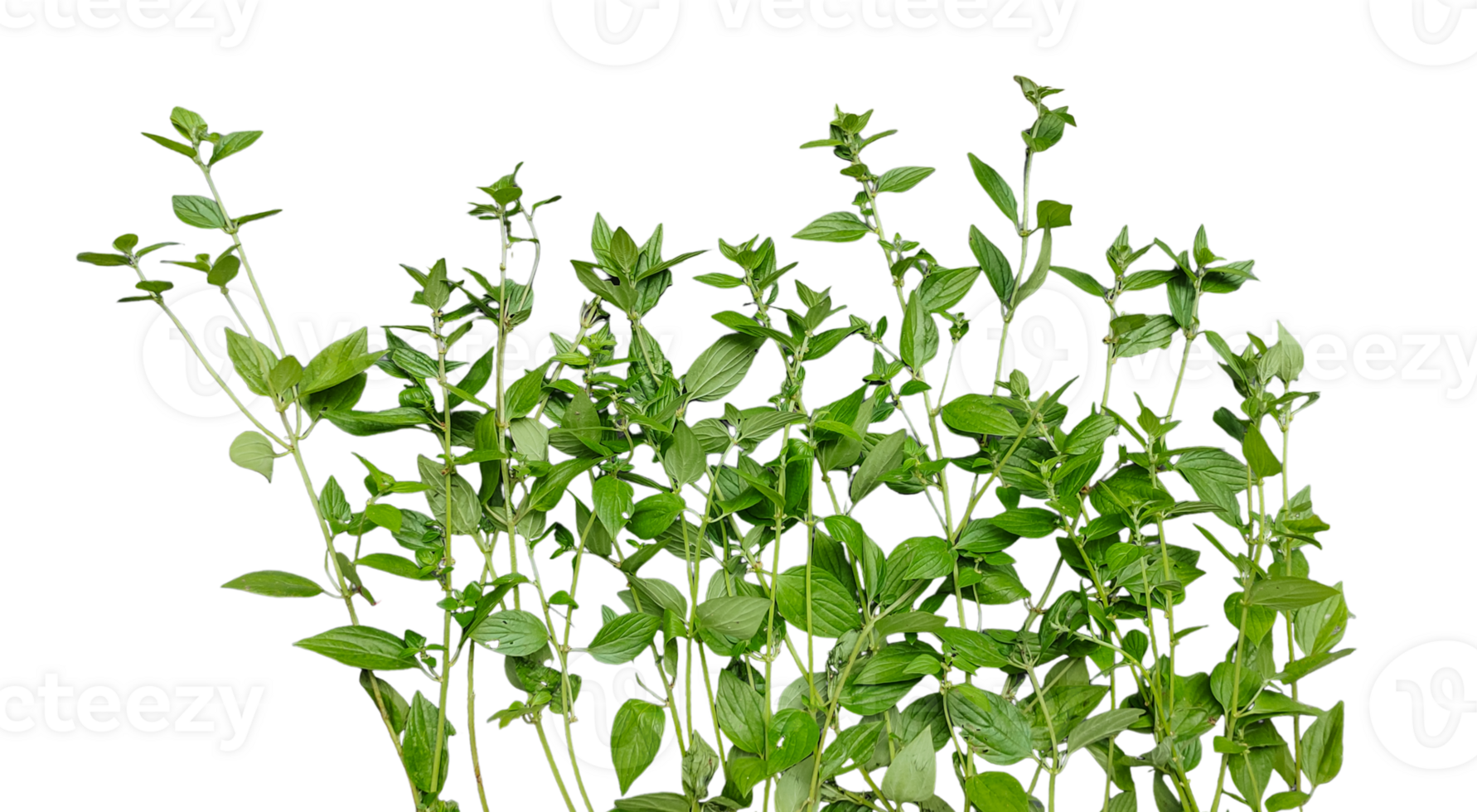 a plant with leaves on a transparent background, green leaves mockup on a white background, png
