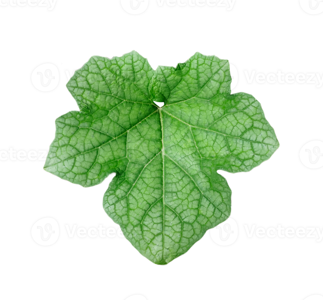 a green pumpkin leaf on a transparent background, a leaf with a leaf of pumpkin closeup photography, png