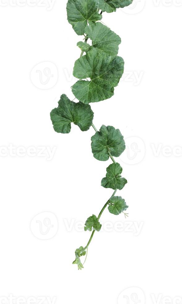 a green plant with gourd leaves, a green leaf and tip of pumpkin is shown on a transparent background, a plant with leaves on a transparent background png