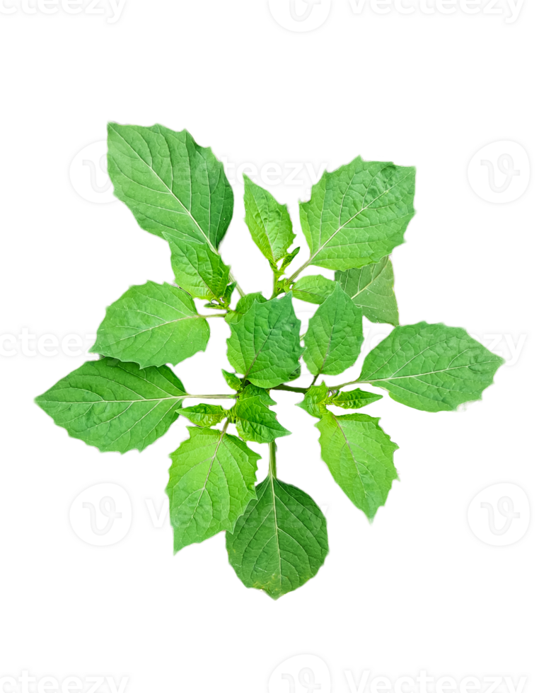 a green plant with leaves on it, a plant with leaves on a transparent background, green leaves mockup on a white background, png