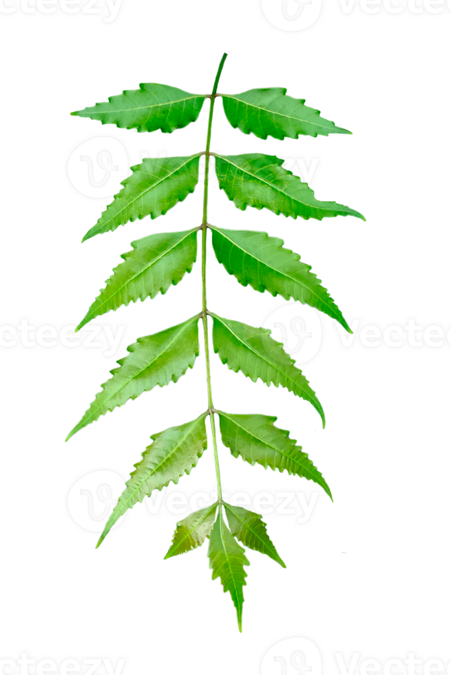 a green medical leaf on a transparent background, green neem leaves plant photography , green leaf on transparent background png