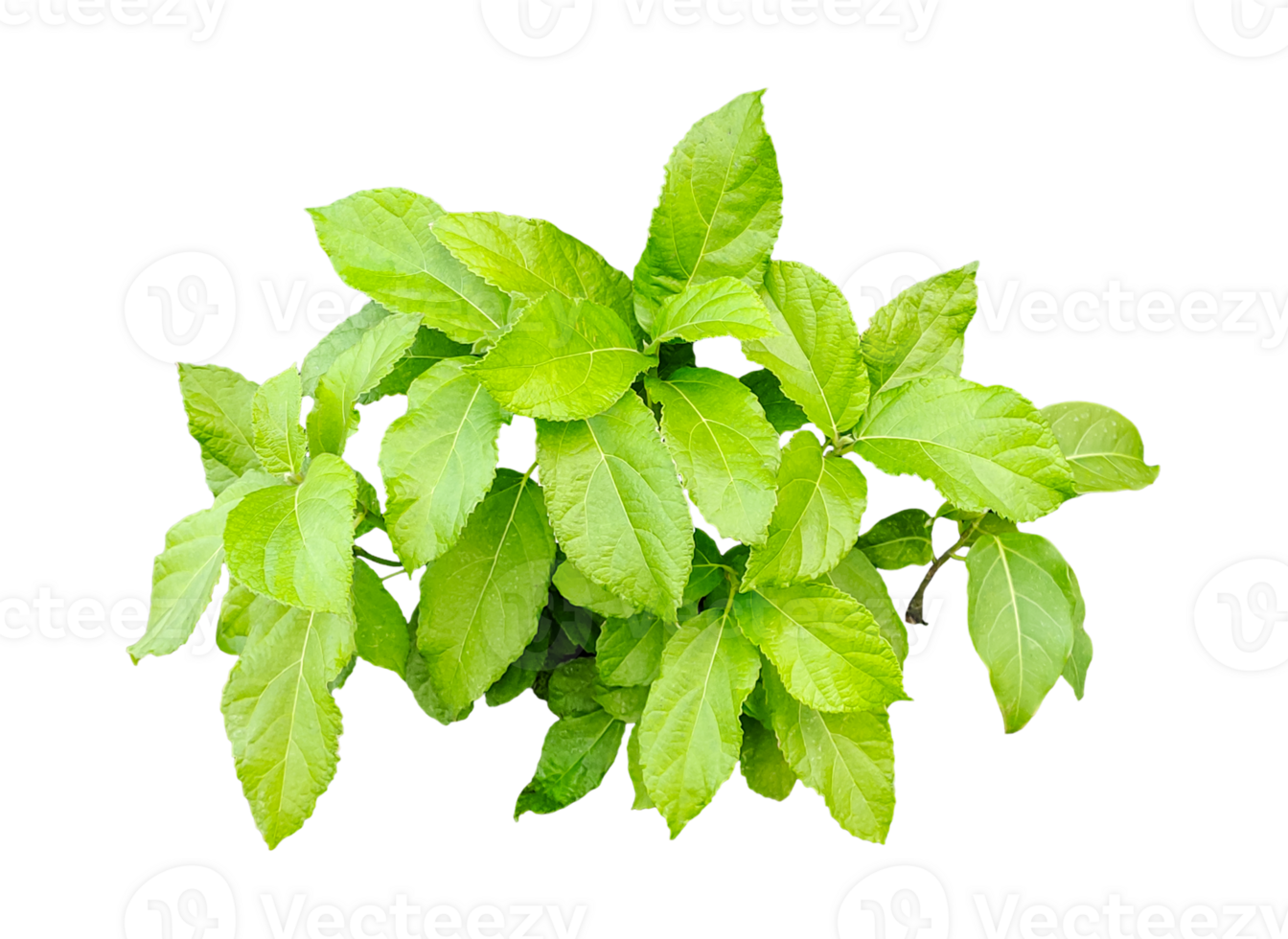 a green plant with leaves on it, a plant with leaves on a transparent background, green leaves mockup on a white background, png