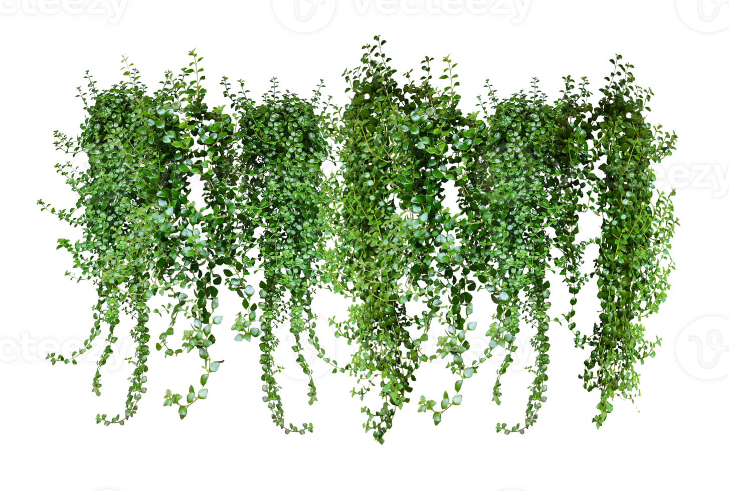 green plants hanging from a tree on a background, png