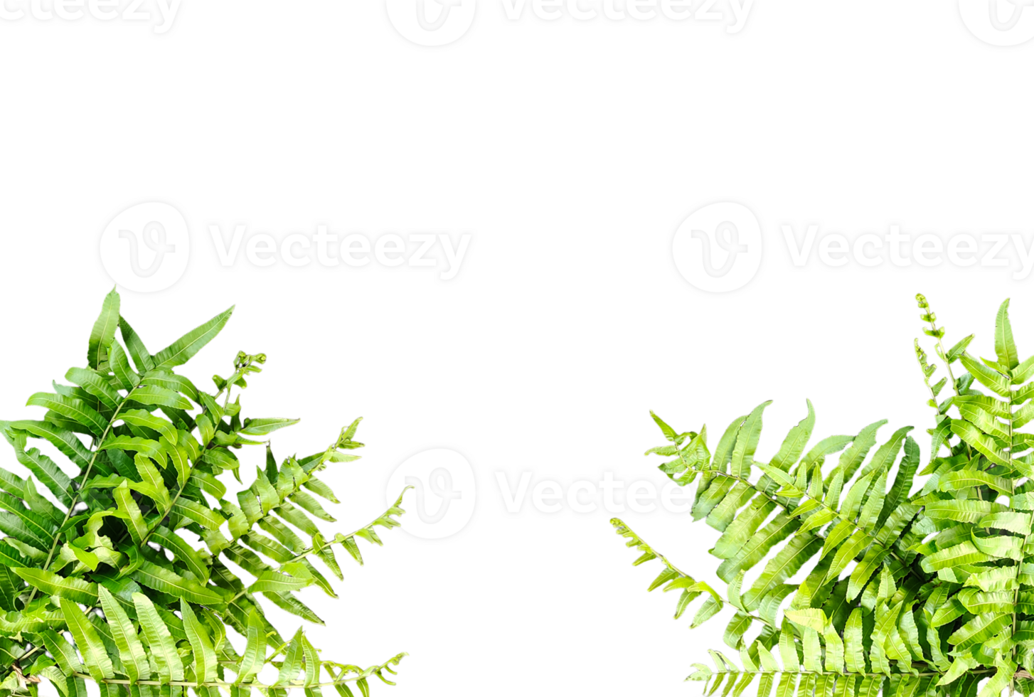 green plant with green leaves on a transparent background green plants mockup on a transparent background png