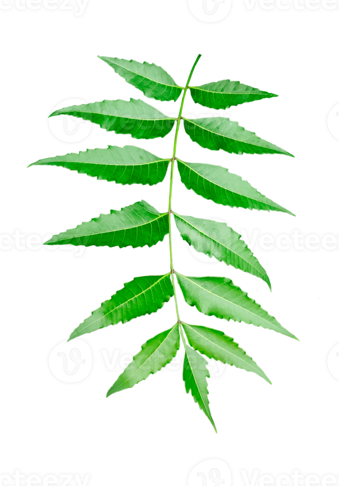 a green medical leaf on a transparent background, green neem leaves plant photography , green leaf on transparent background png