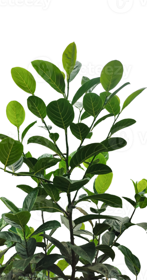 a plant with green leaves of jackfruit on a transparent background, a plant with green leaves and a background png