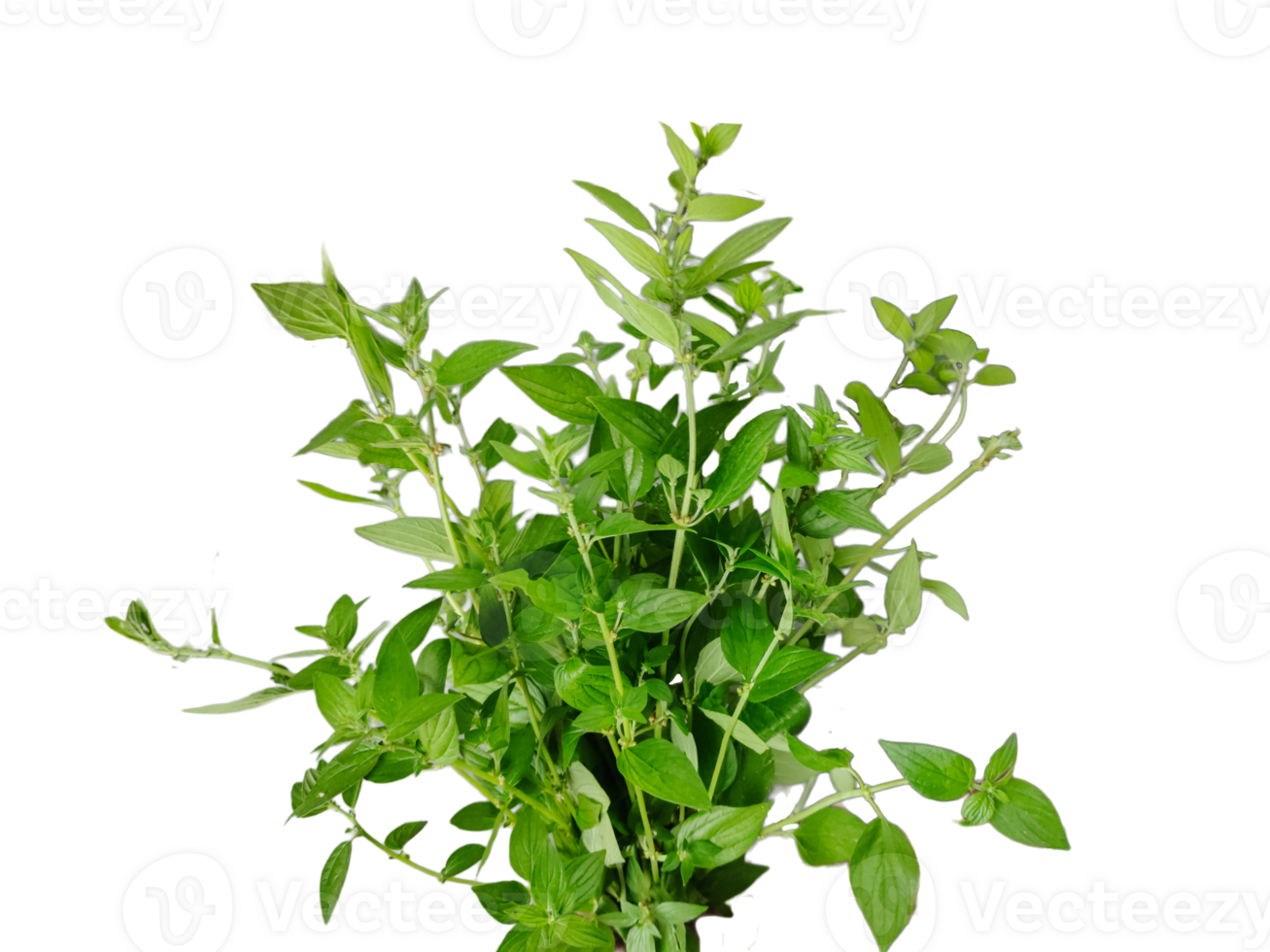 a plant with leaves on a transparent background, green leaves mockup on a white background, png