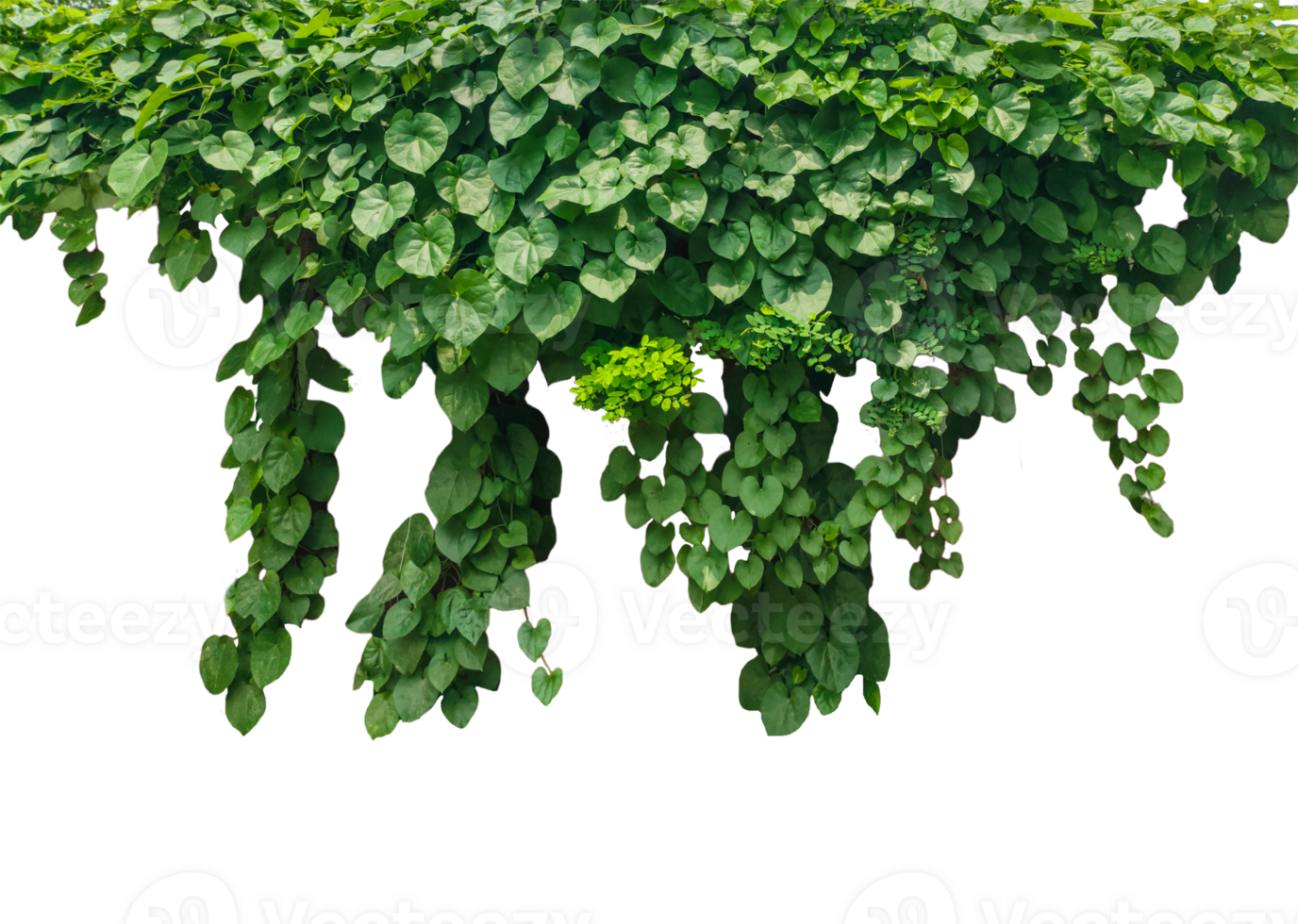 green ivy plant on a wall transparent background, green plants hanging from a tree on a background, a branch of a plant heart shaped leaf, png