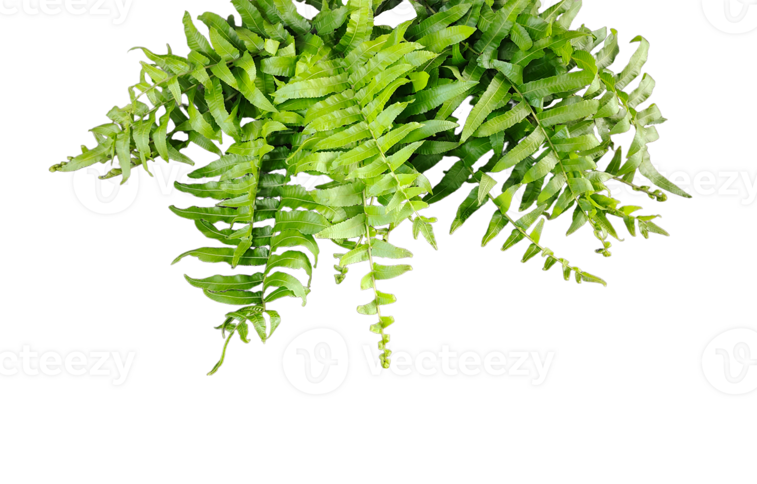 a green fern with green leaves mockup on a transparent background, two green plants hanging from a branch, green ferns on transparent background, png