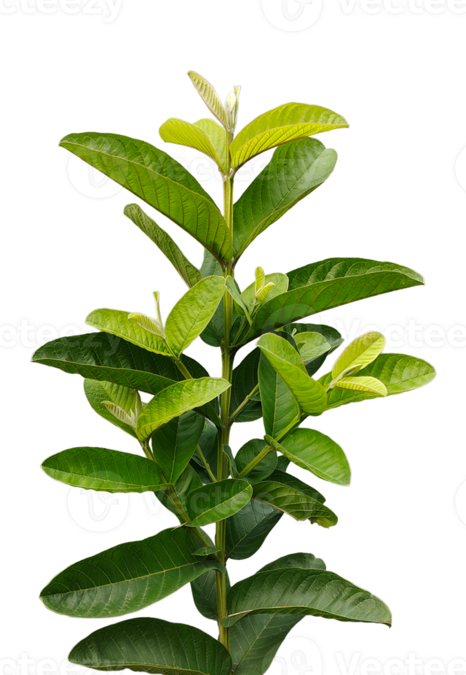 a plant with green guava leaves and a transparent background, a plant with green leaves on a white background png