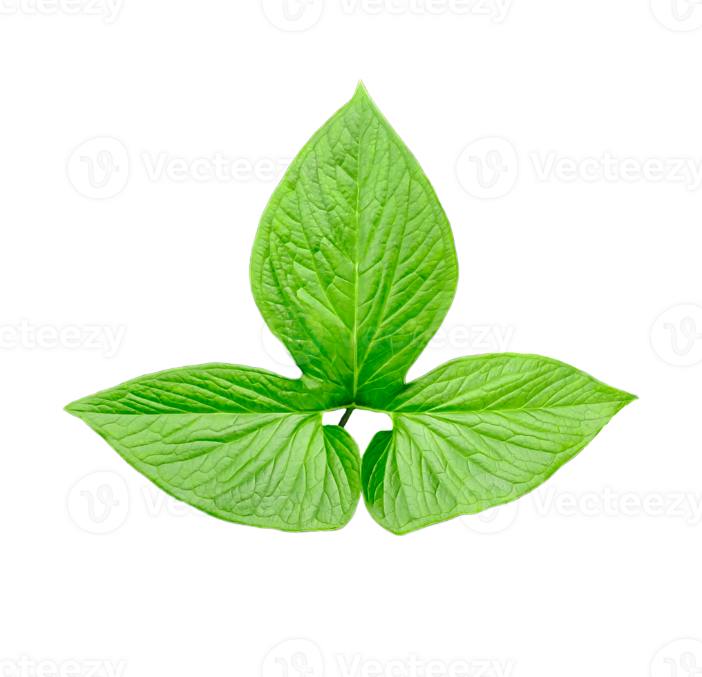 green raw leaves set on a transparent background, a large green monstsara leaf on a transparent background, a plant with green leaves in a garden, png