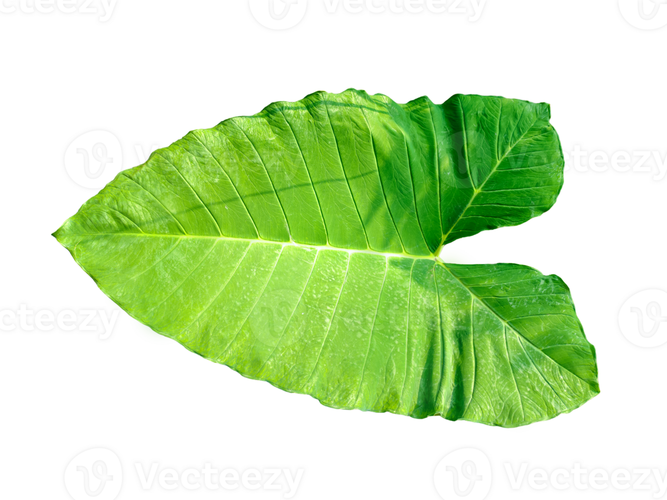 green raw leaves set on a transparent background, a large green monstsara leaf on a transparent background, a plant with green leaves in a garden, png