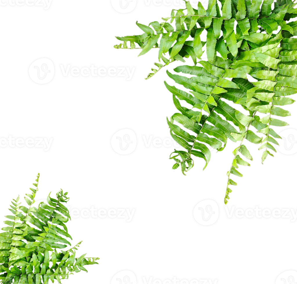 a green fern with green leaves mockup on a transparent background, two green plants hanging from a branch, green ferns on transparent background, png