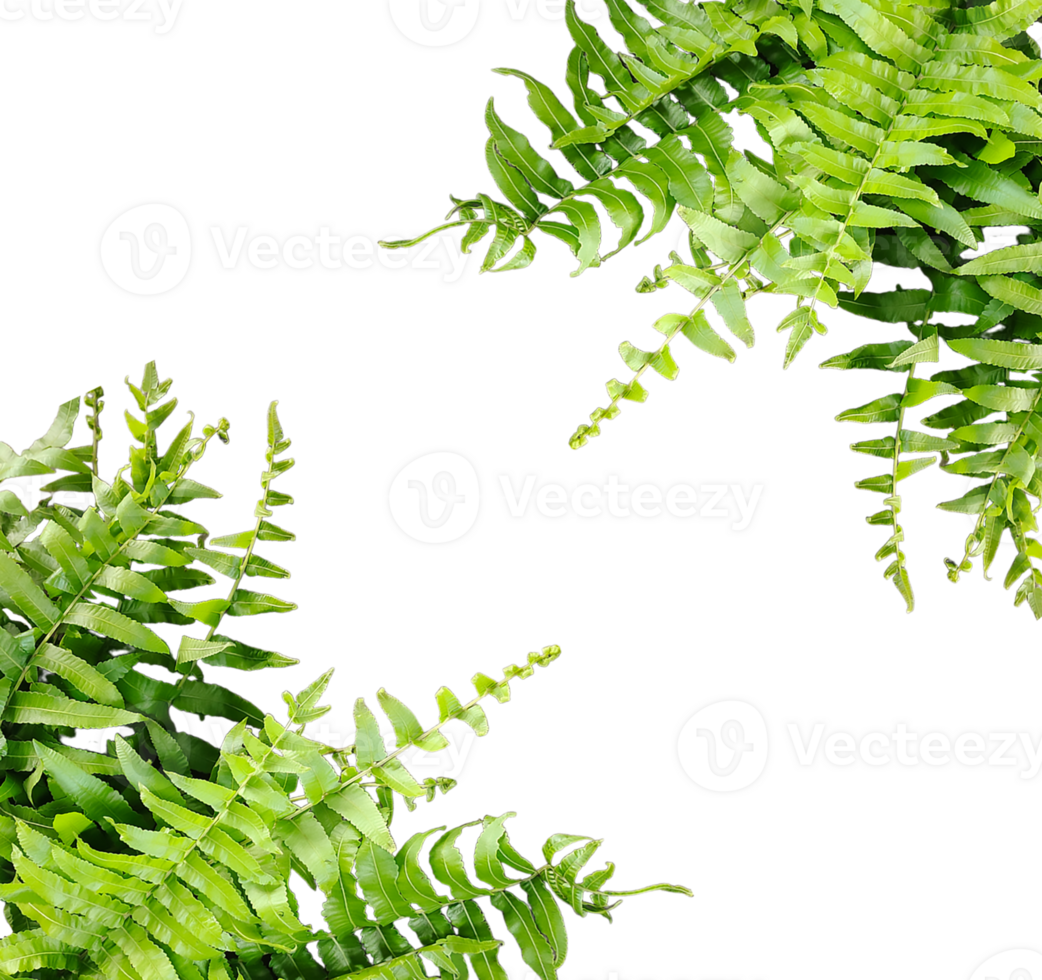 a green fern with green leaves mockup on a transparent background, two green plants hanging from a branch, green ferns on transparent background, png