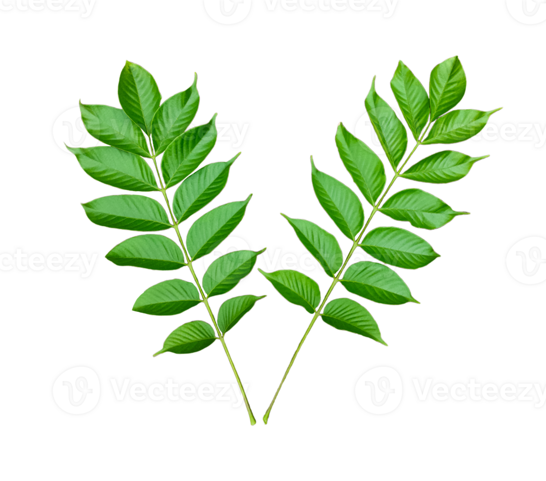 two green leaves on a transparent background, a green plant with leaves png