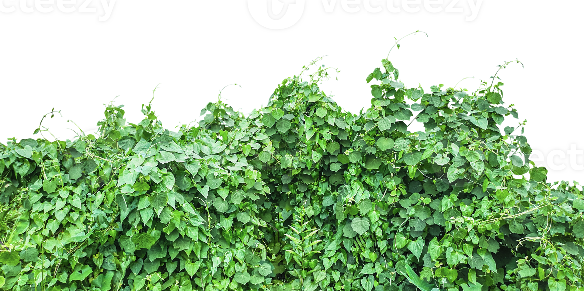 green ivy plant on a wall transparent background, green plants hanging from a tree on a background, a branch of a plant heart shaped leaf, png