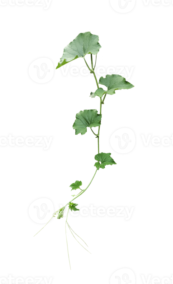 a green plant with gourd leaves, a green leaf and tip of pumpkin is shown on a transparent background, a plant with leaves on a transparent background png