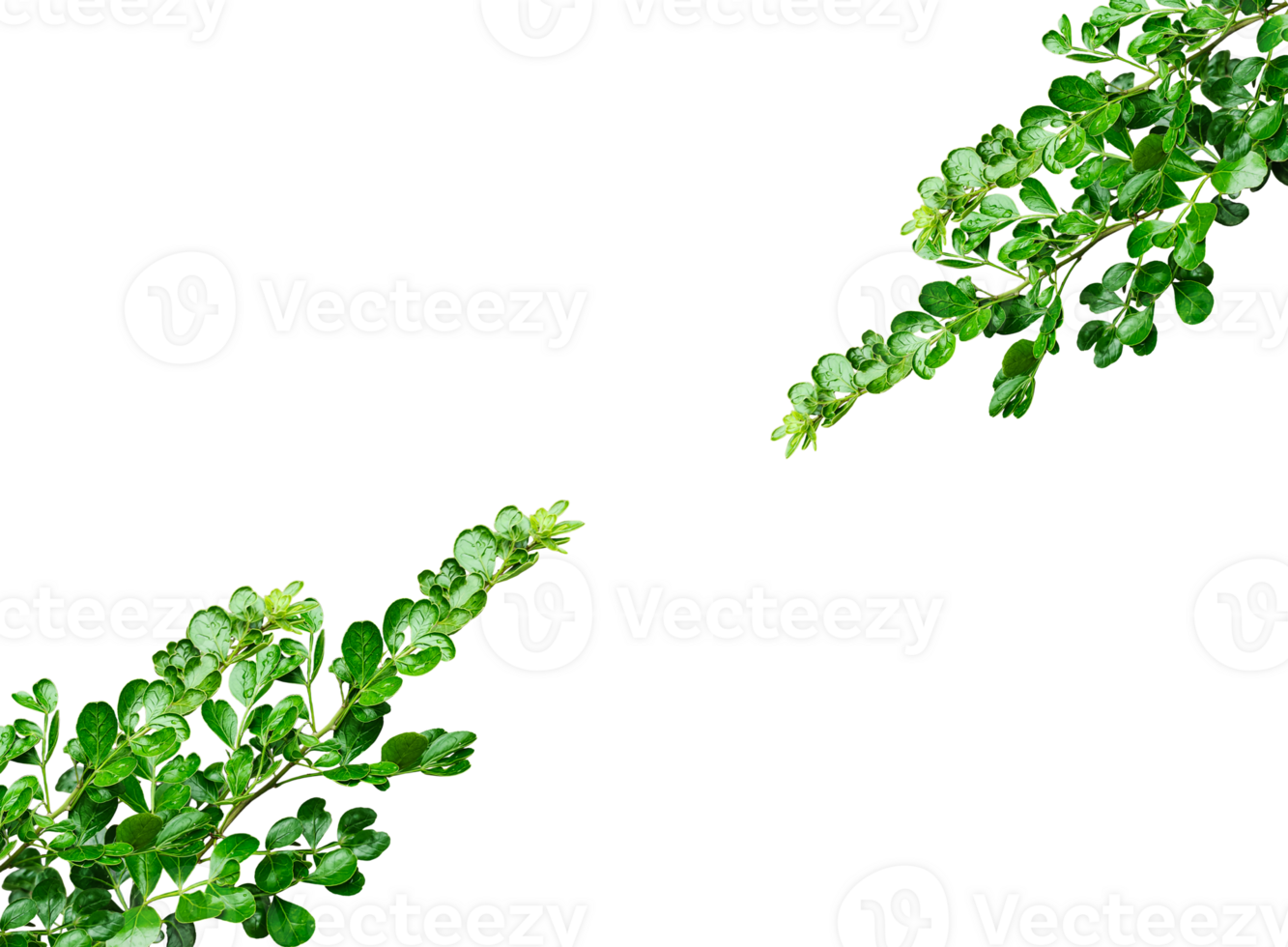 wood apple tree green leaves mockup on a transparent background png