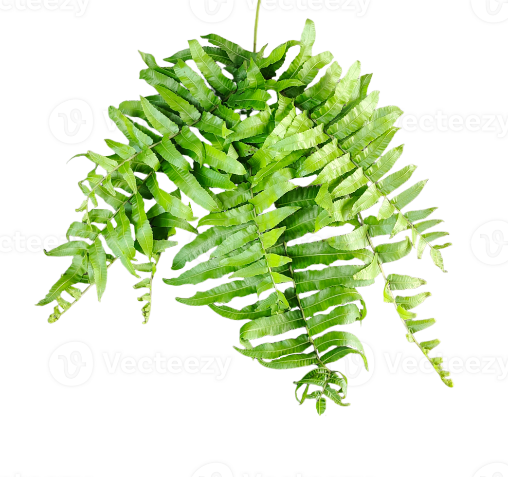 a green fern with green leaves mockup on a transparent background, two green plants hanging from a branch, green ferns on transparent background, png