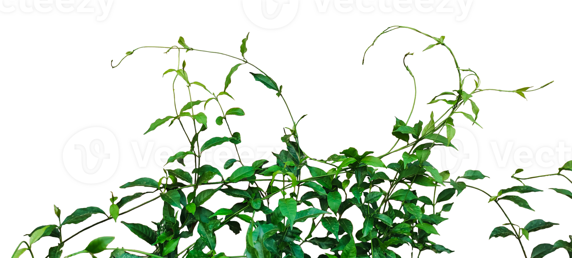 a plant with green leaves and a background, a plant with green leaves on a background, png